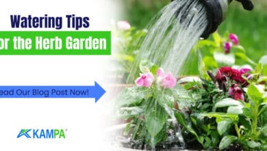 Watering Tips for the Herb Garden