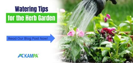 Watering Tips for the Herb Garden