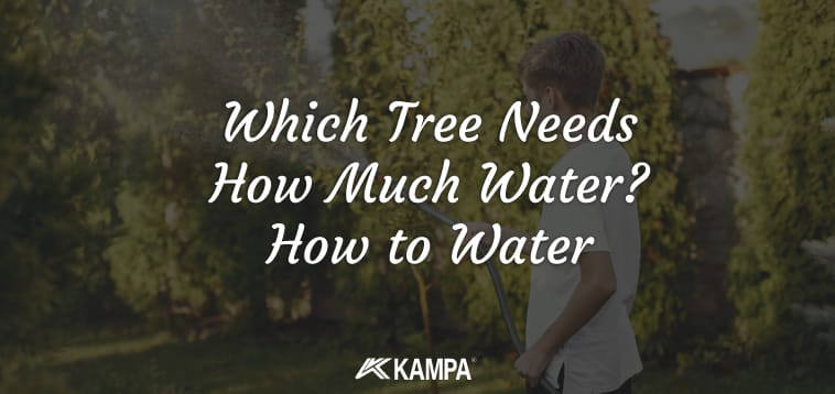 Which Tree Needs How Much Water How to Water